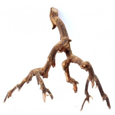 Gałęzie CURRY M korzeń 25-30cm